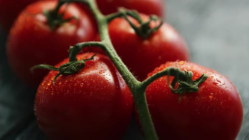 Ripe Red Cherry Tomatoes on Branch