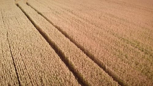 Endless yellow wheat field