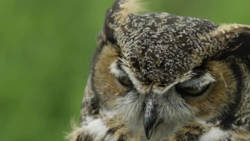 Great horned owl close up extreme slow motion eye blink