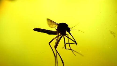 Mosquito Analysis