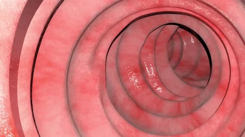 Overview Of Healthy Human Gastrointestinal Tract