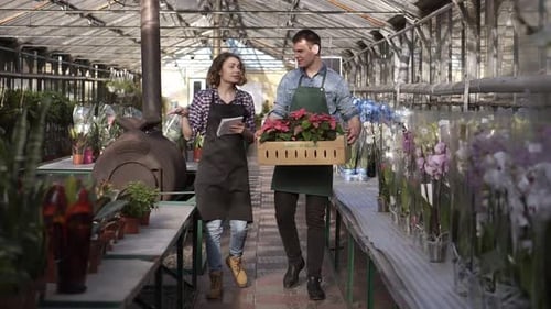 Caucasian Gardener in Shirt and Green Apron Carrying Carton Box with Pink Flowers Plants While