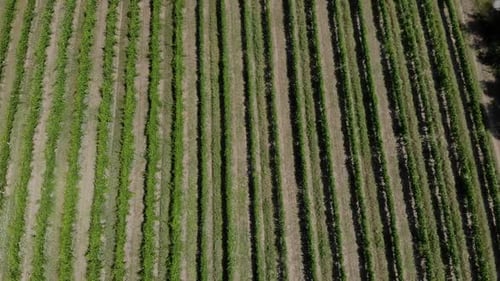 Vue aérienne époustouflante des vignobles en début de journée.