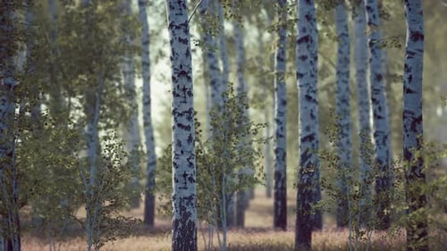 Birch Forest in Sunlight in the Morning