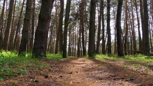 POV Hiking on Trail Path Through Green Forest. Walking on a Path in the Woods