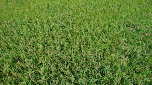4K Aerial view of agriculture in rice fields for cultivation.