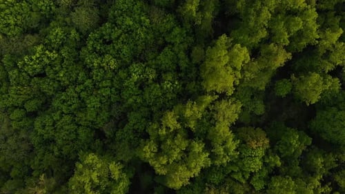 Dense forest