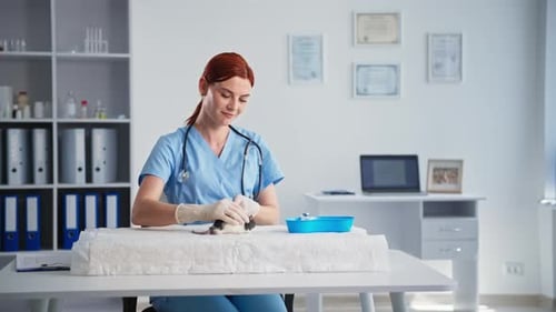 Caring Veterinarian Examining Black and White Rat