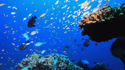 Underwater Sea Coral Reef