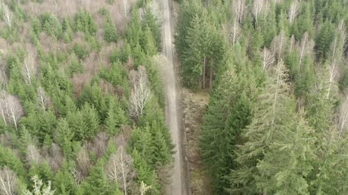 Country road between avenue of trees, green forest rural countryside.