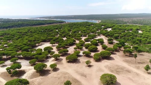African Forest