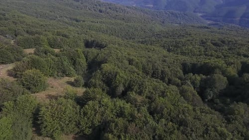 Flying Above Forest