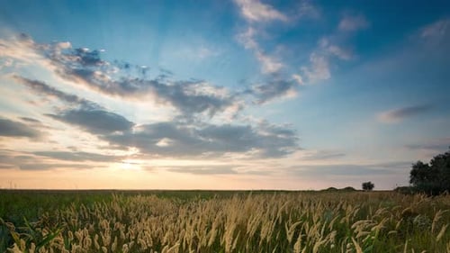 Timelapse View of a Countryside Field with Wheat Swaying in the Wind