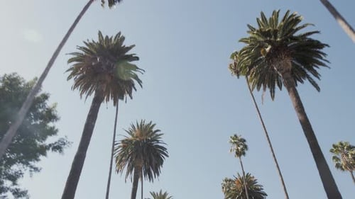 Palm Trees California