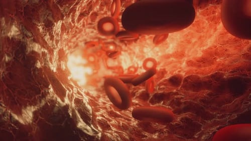 Red Blood Cells Travelling Through a Blood Vessel