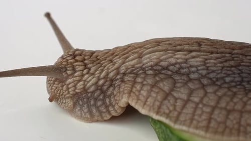 Un gran caracol de uva se aleja de un pepino sobre un fondo blanco, de cerca