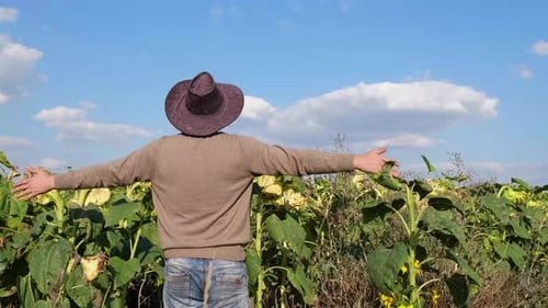 Colorado USA a Farmer Rejoices in the Sunflower Harvest He is in His Field
