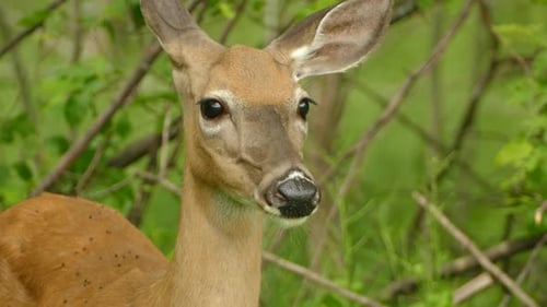 White tail deer on the forest's edge feeds off of grass as it keeps watch.