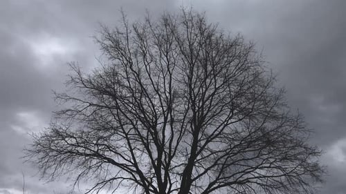 Tree & Wind 4K