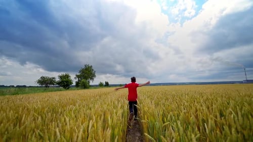 Running kid on field. Little boy running cross the wheat field