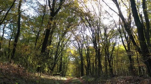 Sunny Autumn Forest