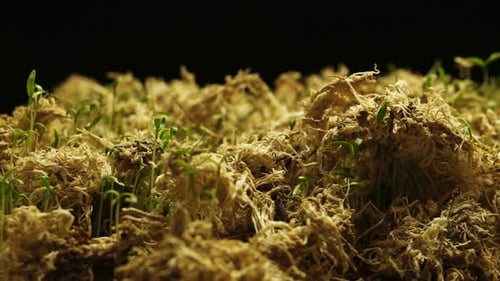 Sprout Plants
