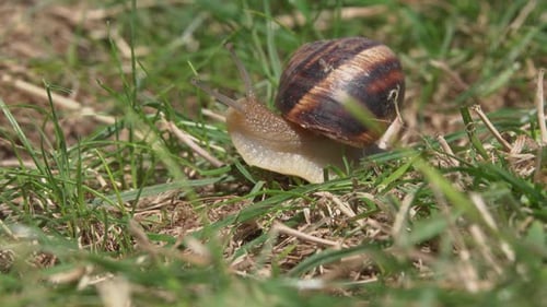 Schnecke im Gras