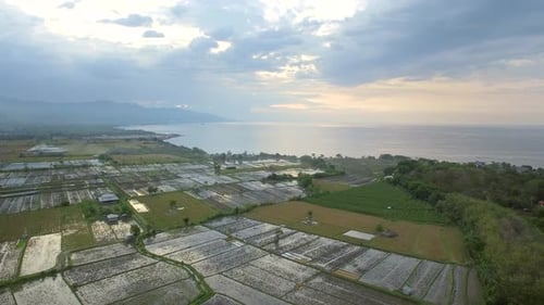 Aerial view above of paddy field near the coast, Bali island, Indonesia.