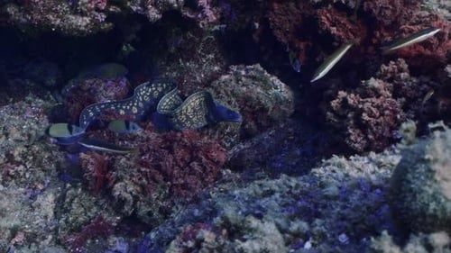 Moray eels hidding under rocks in mediterranean sea. Shot in slow motion.