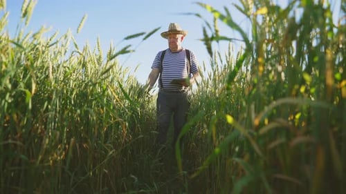 Farmer with Digital Tablet Walks Across Wheat Field of Light of Sun