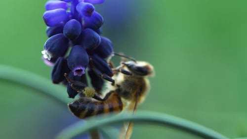 Bee Collecting Pollen From Purple Flower Close Up