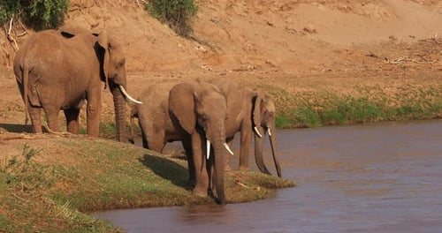 Elephants Drinking at a River in the Wild