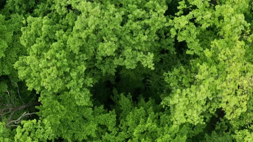 Green Forest