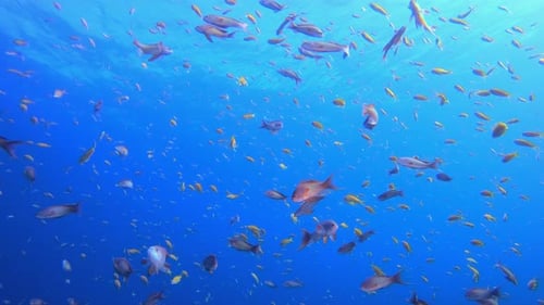Blauer Wasser-Hintergrund Orangefisch