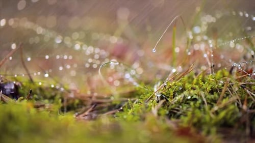 Abstract Blurred Background of Summer Rain in Sunny Forest. Nature Background