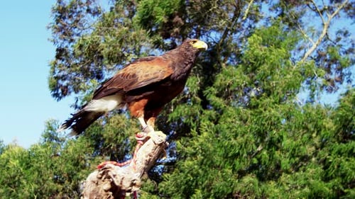 Aigle faucon perché sur une branche