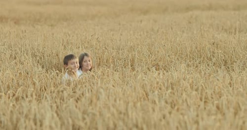 Happy Kids Walk Through Tall Ears of Wheat in a Field