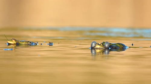 Grüner Sumpffrosch krächzt im schönen Licht. Pelophylax ridibundus