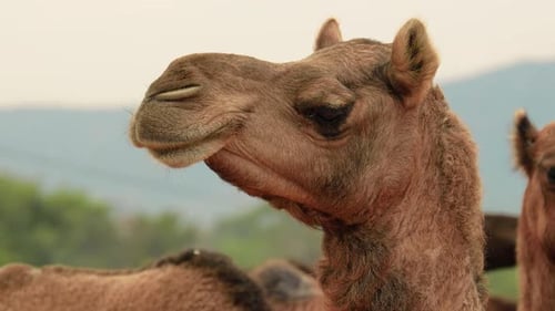 Camels at the Pushkar Fair, Also Called the Pushkar Camel Fair or Locally As Kartik Mela