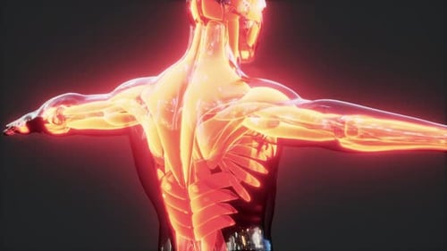 Animated 3D Human Anatomy Scan with Glowing Muscular System