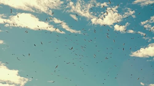 Flock of Birds Flying in a Blue Sky