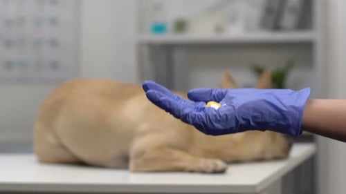 Doctors Hand in Glove Holding Pills, Dog Lying Hospital Table Background, Health
