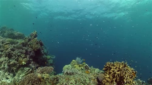 The Underwater World of a Coral Reef