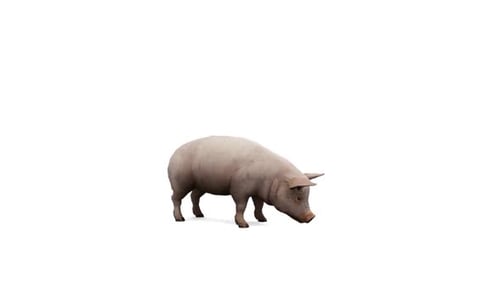 Animated Realistic Pig Sniffing and Standing Loop