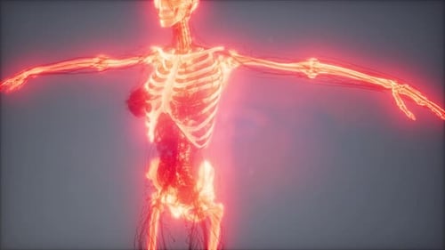 Glowing Human Skeleton and Circulatory System Medical Scan Animation