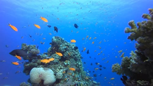 Récif sous-marin tropical