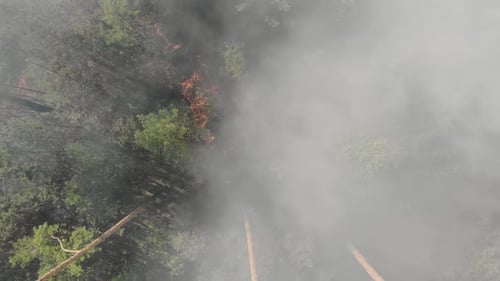 Forest Fire Dangerous Spontaneous Natural Disaster for the Environment