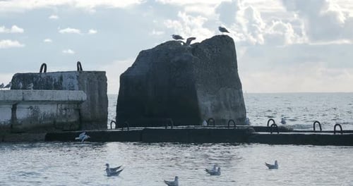 Seagulls Sit on Rocks and Rusty Railings. Tranquil Sea Surf at Daylight, Sochi, Russia.