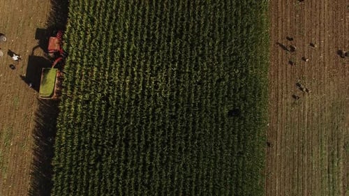 Aerial View of Cornfield Harvested by Tractor
