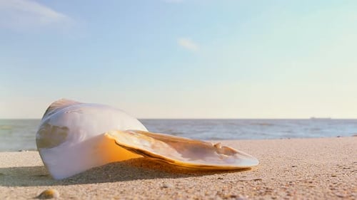 Clamshell on a Sandy Beach by the Ocean
